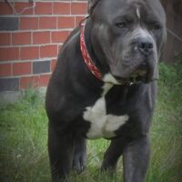 Dog Featured Image