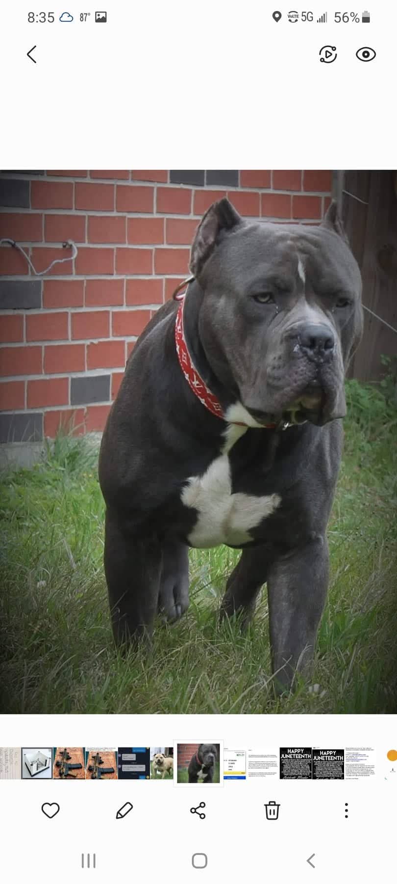 Dog Featured Image