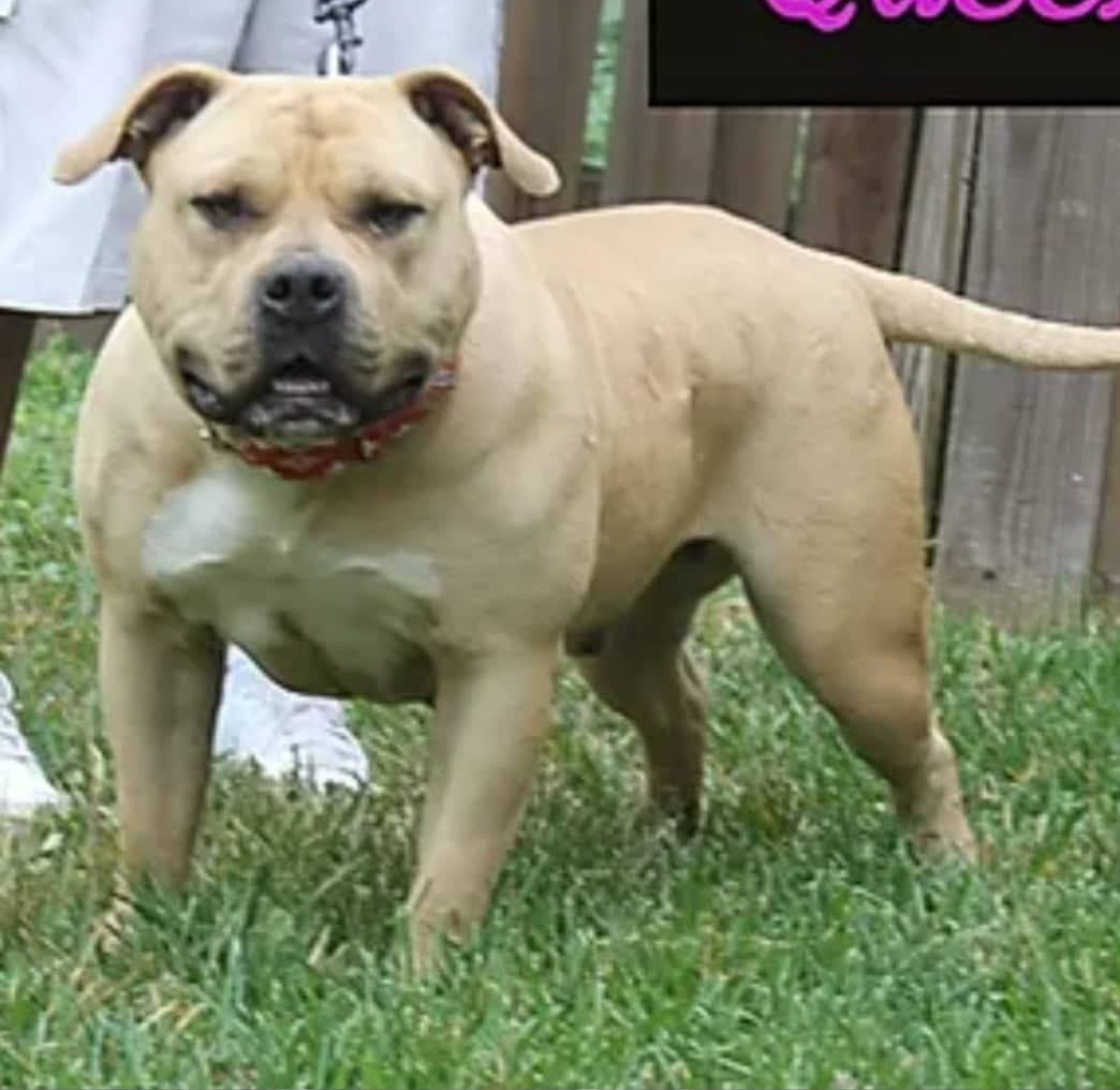 Dog Featured Image