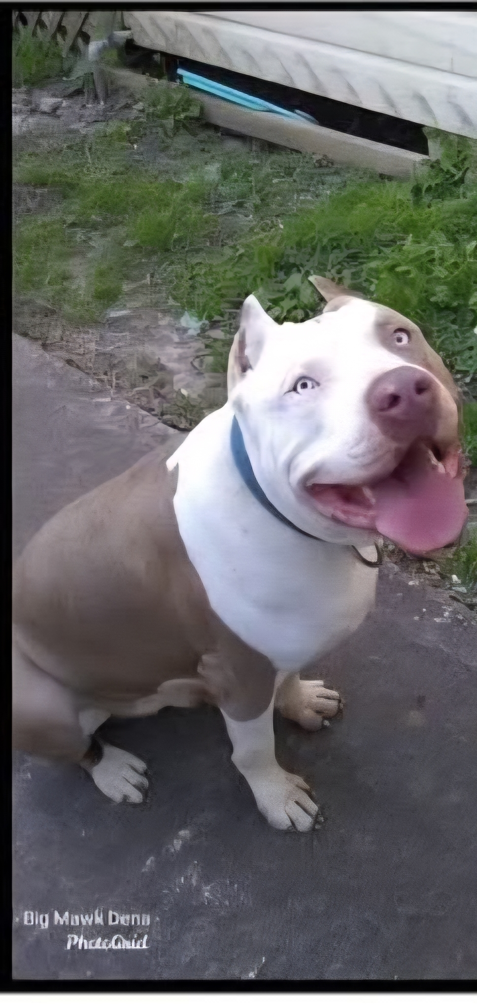Dog Featured Image