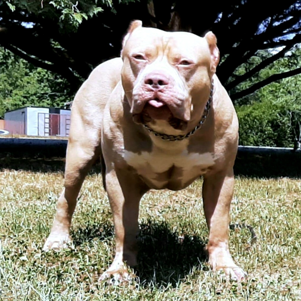 Dog Featured Image