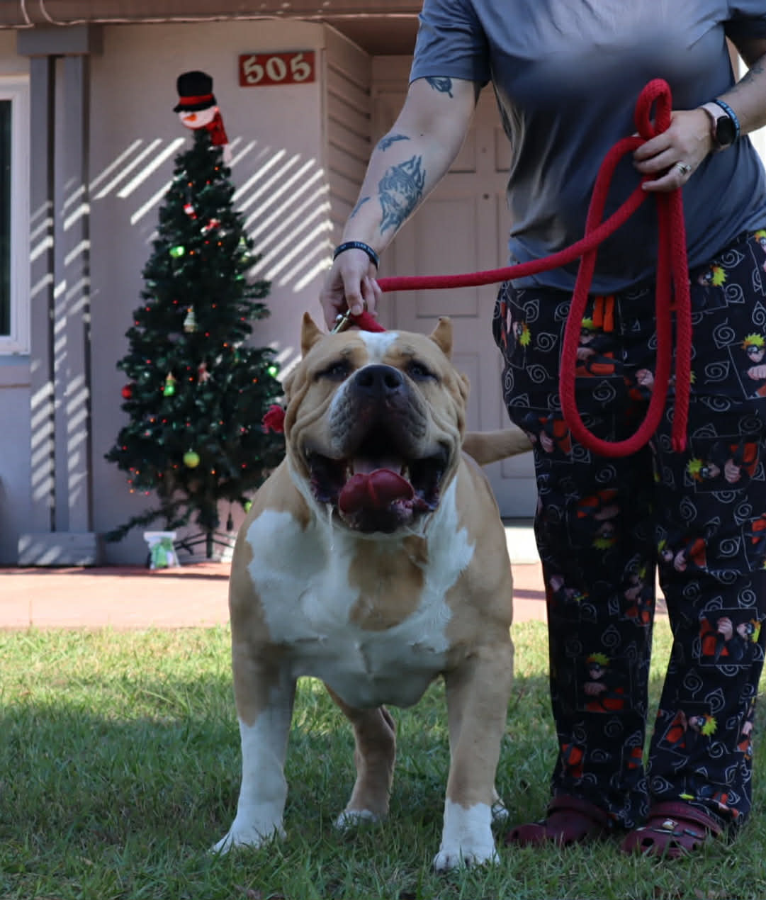 Dog Featured Image