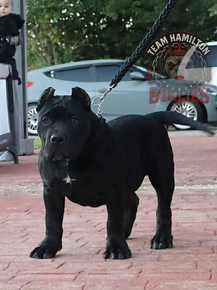 Dog Featured Image