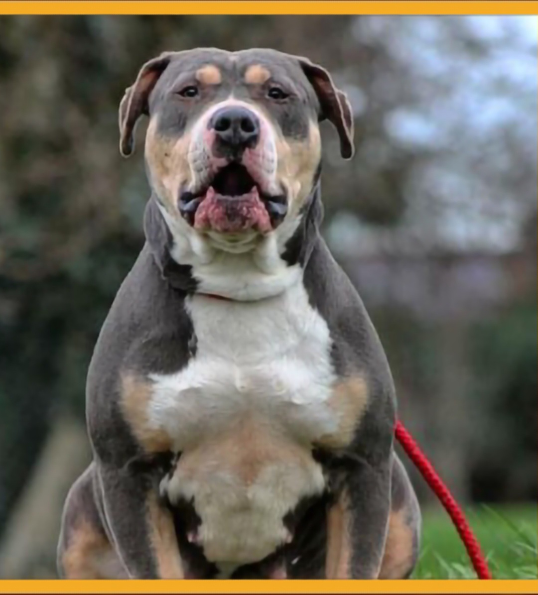 Dog Featured Image