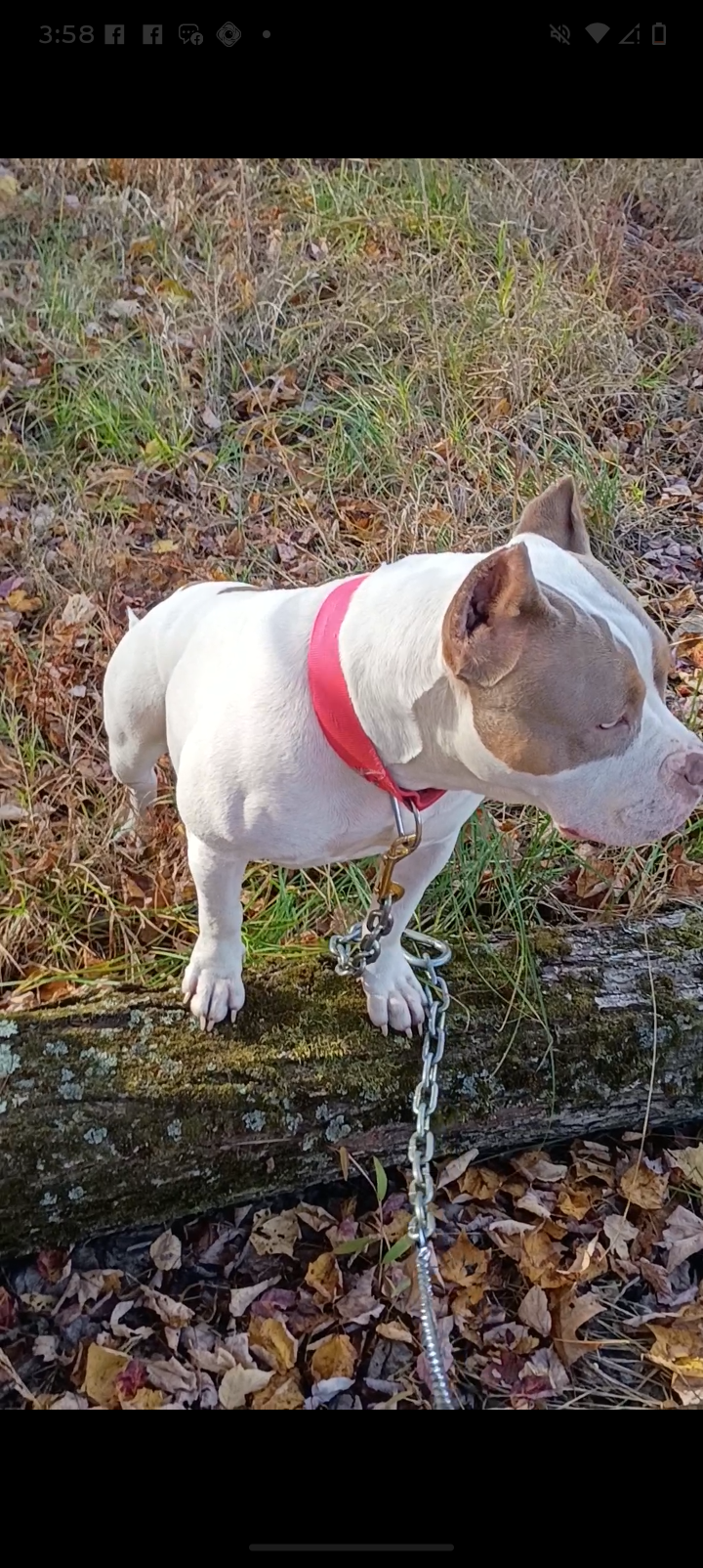 Dog Featured Image