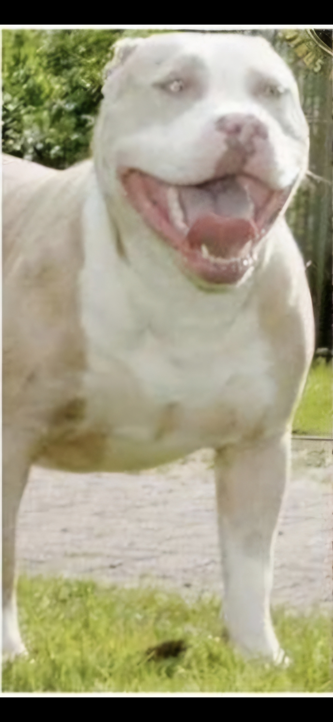 Dog Featured Image