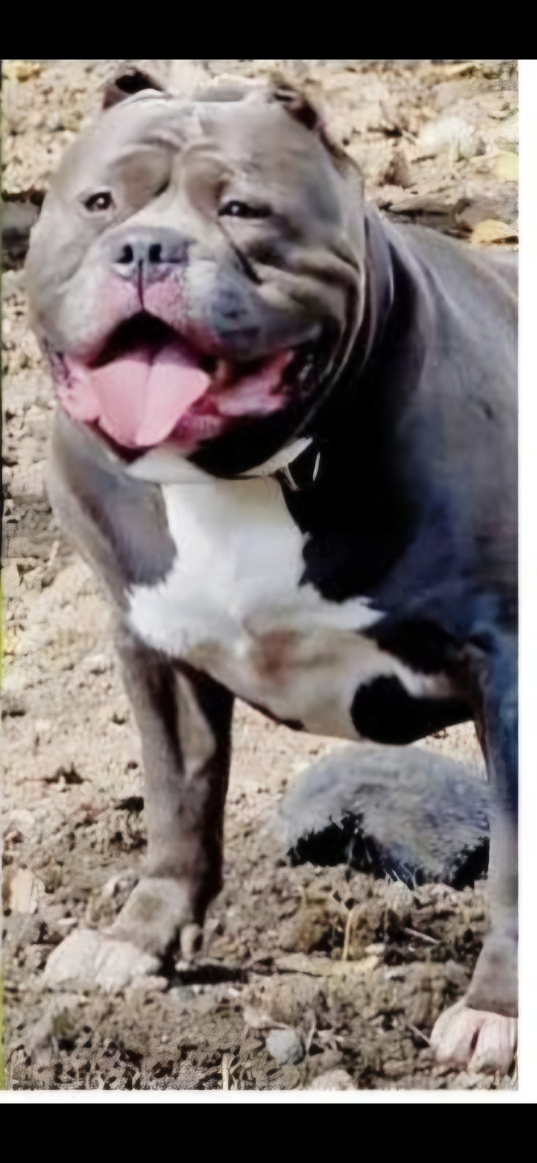 Dog Featured Image