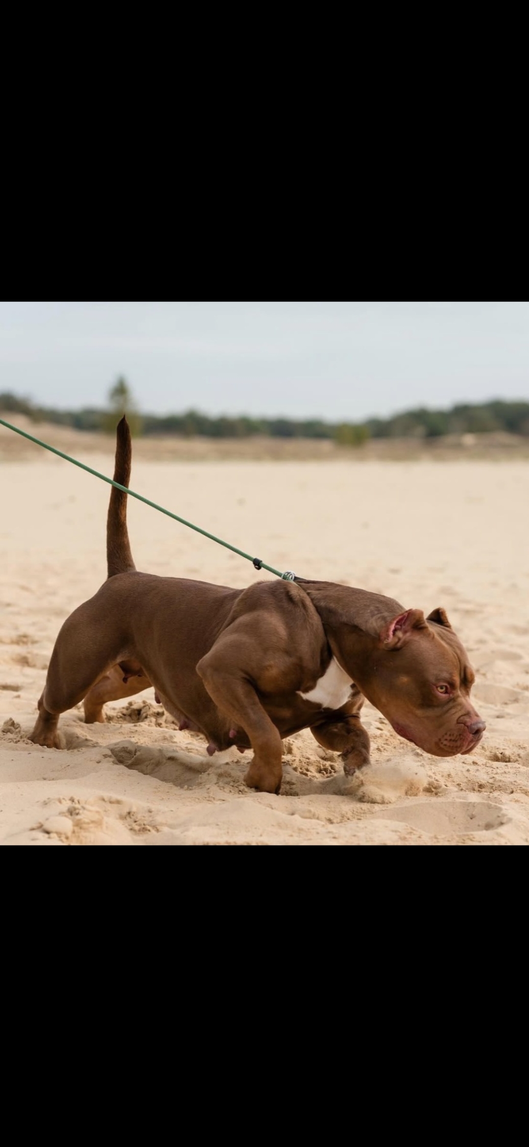 Dog Featured Image