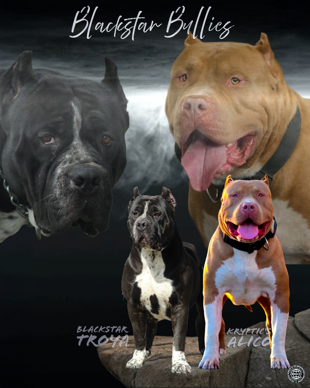Dog Featured Image