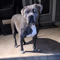 BRAZOS VALLEY BULLZ BLUEBERRY