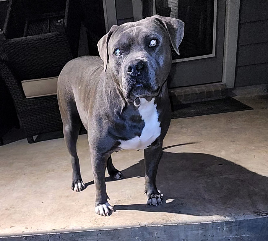 Dog Featured Image