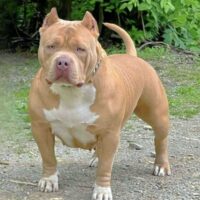 KY Finest Bullies Butterscotch