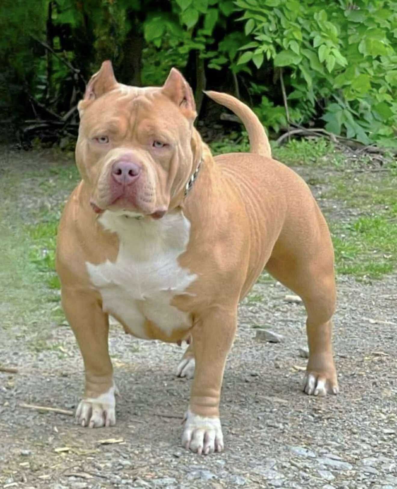 Dog Featured Image