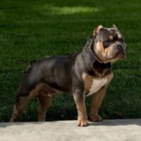Fitch Bullies Draco