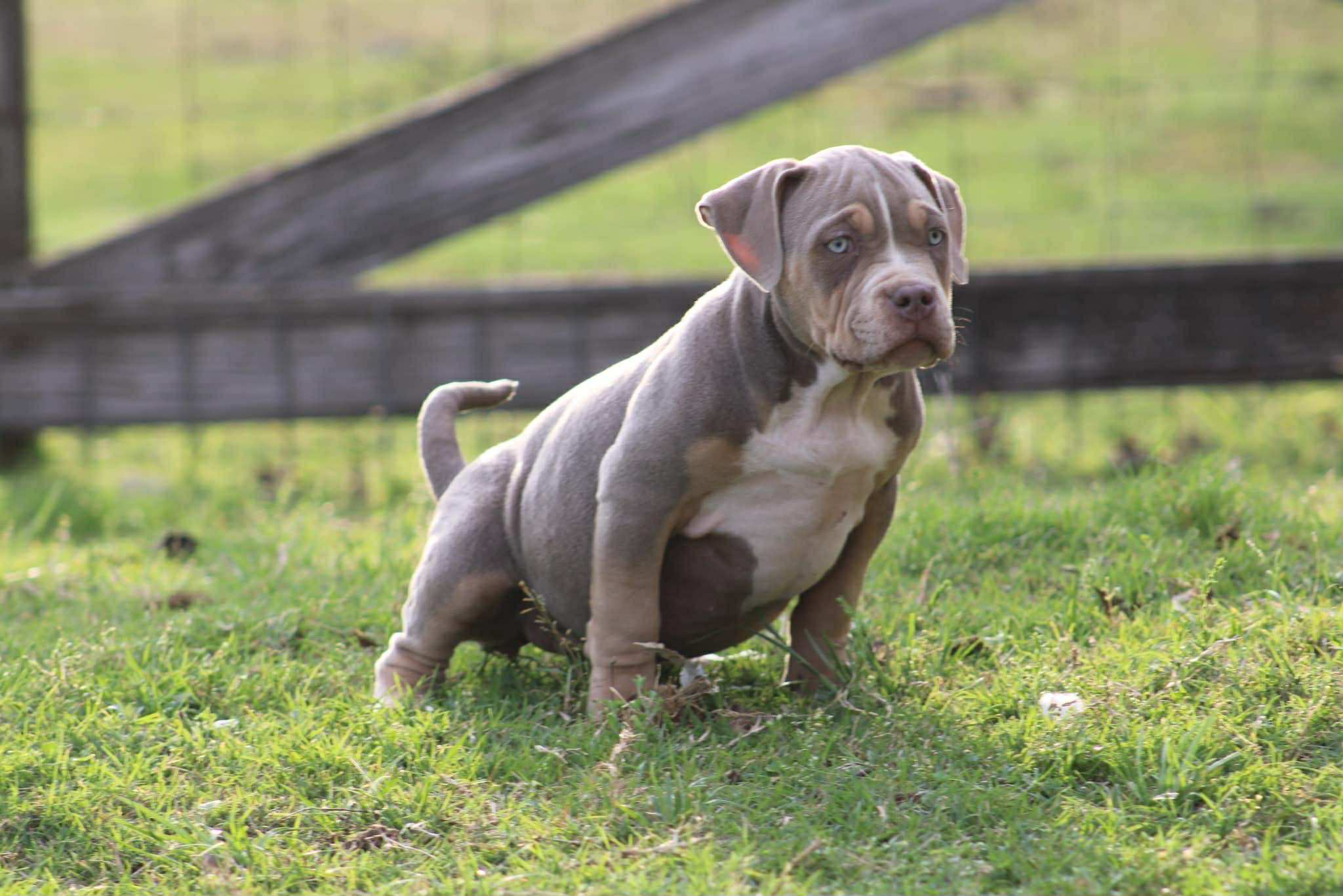 Dog Featured Image