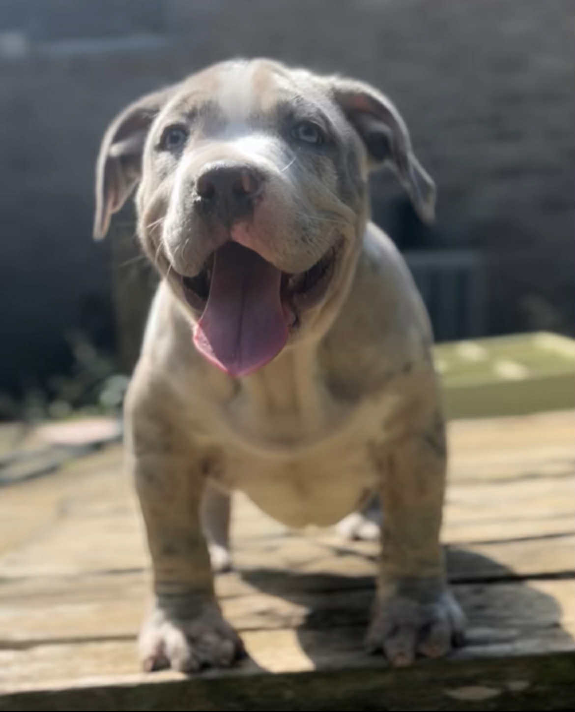 Dog Featured Image