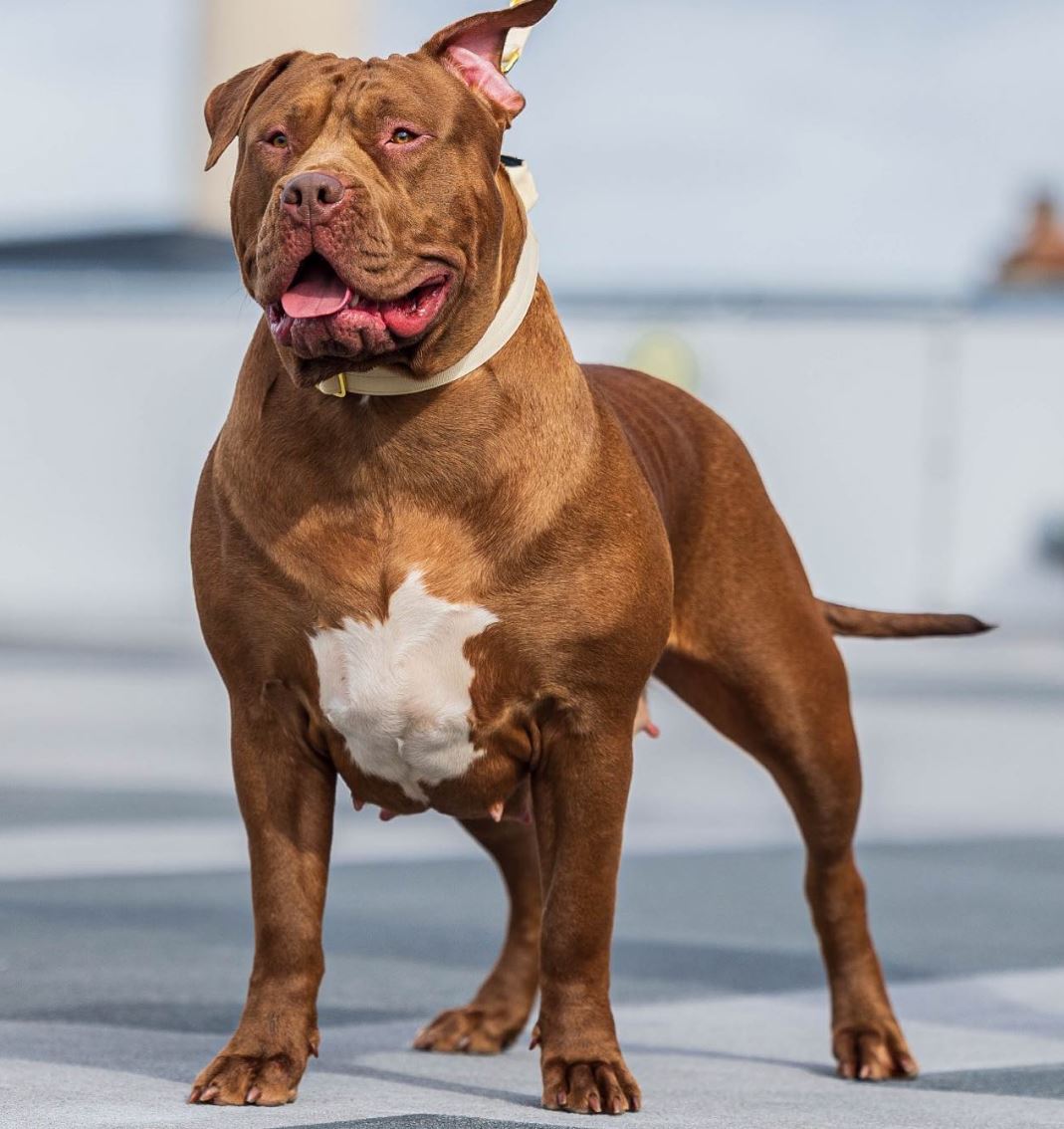 Dog Featured Image