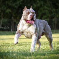 KODA OF GAPCHS KENNEL BULL
