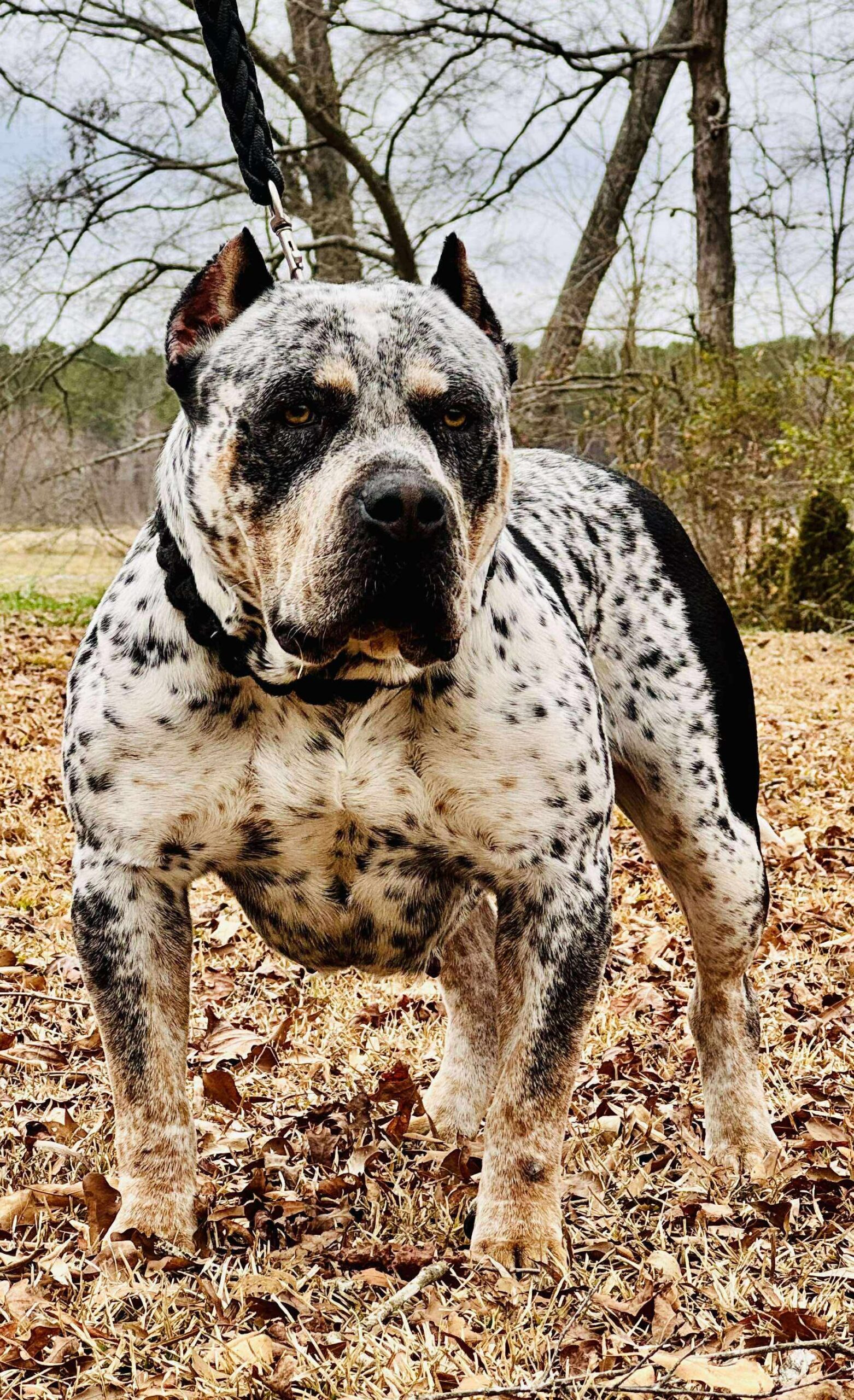 Dog Featured Image