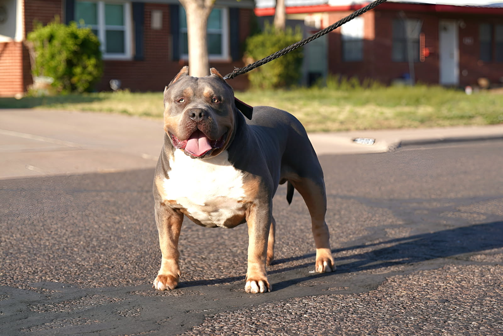 Dog Featured Image