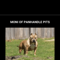 MONI OF PANHANDLE PITS