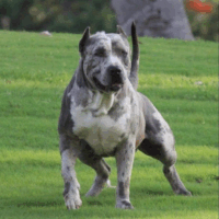 Andrade´s Lucky