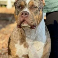 BigFamBullys Kali of JBK Bullies