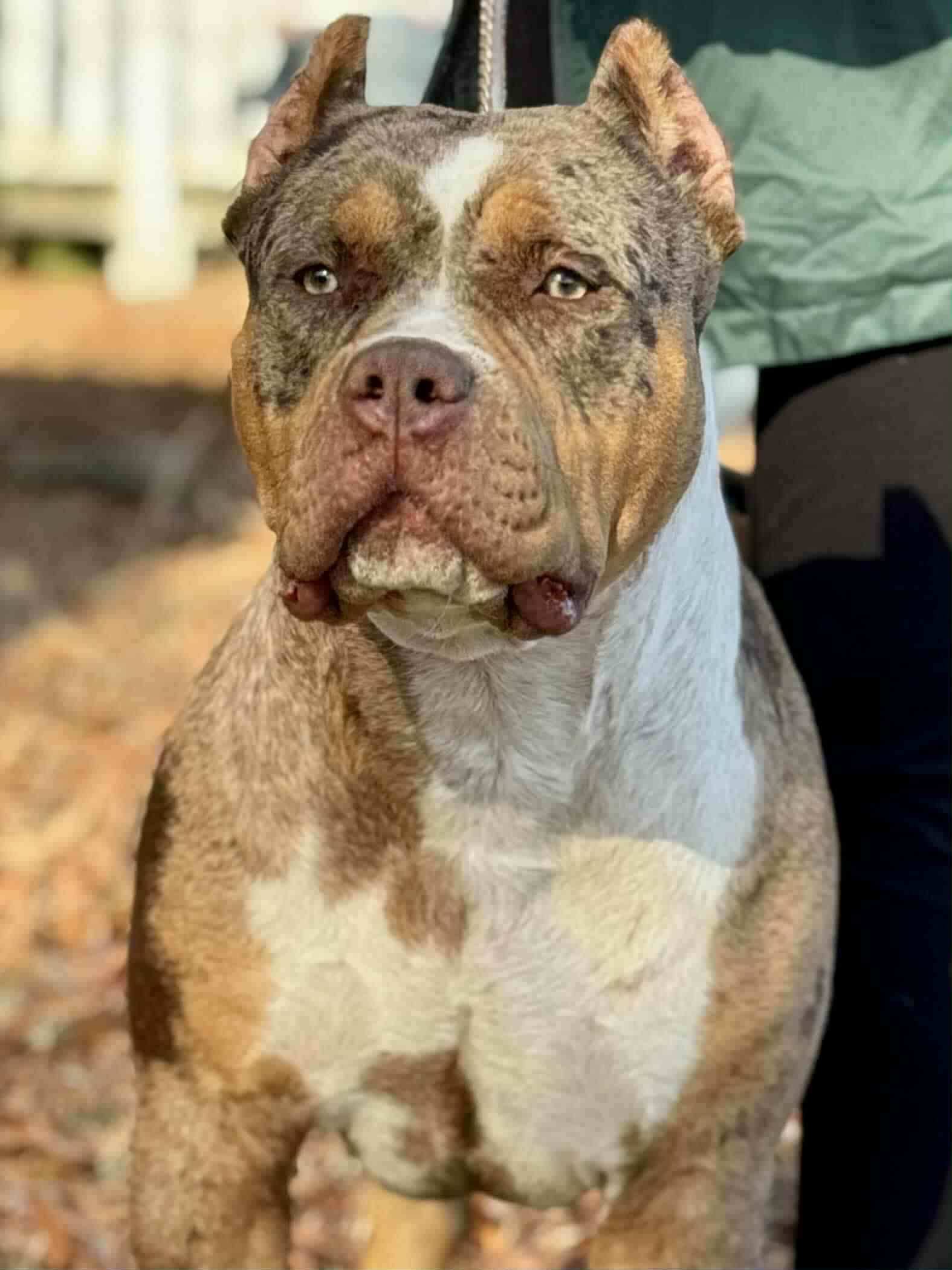 Dog Featured Image