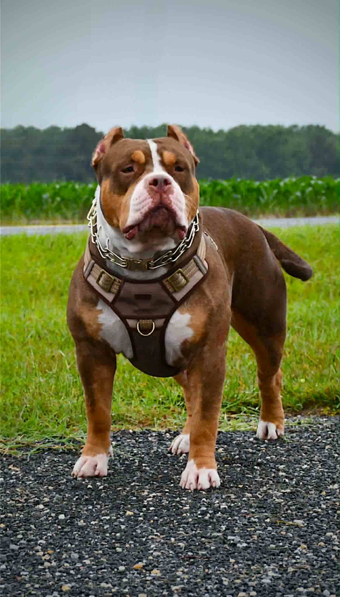 Dog Featured Image