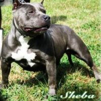 RUCK BLU HYPNOTIQ QUEEN SHEEBA
