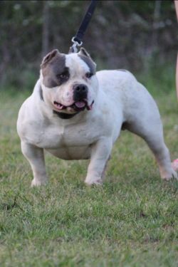 Dog Featured Image