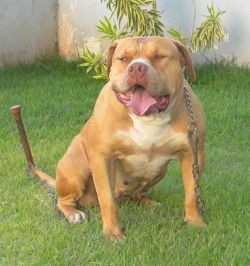 Dog Featured Image