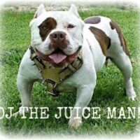 BIG JOE’S OJ DA JUICEMAN OF SGB
