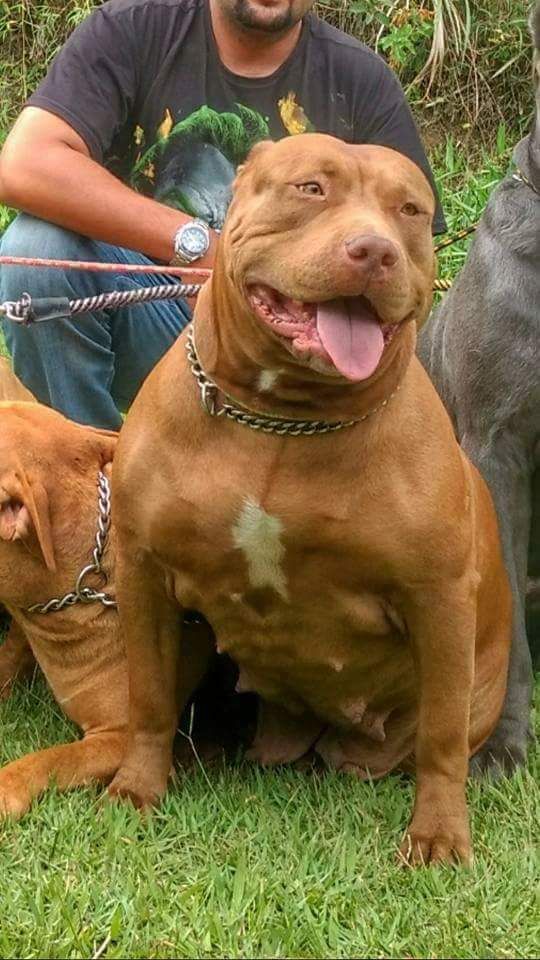Dog Featured Image