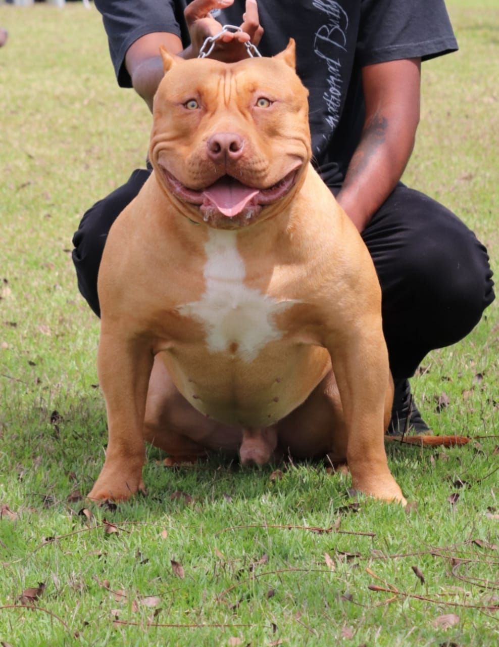 Dog Featured Image