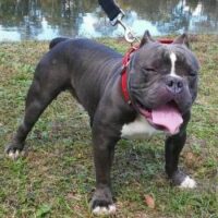 BAMB’S LIL MAN