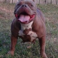 1ST COAST BULLYS COCO