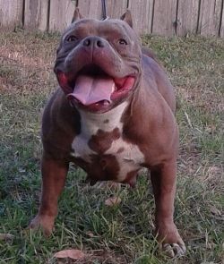 Dog Featured Image