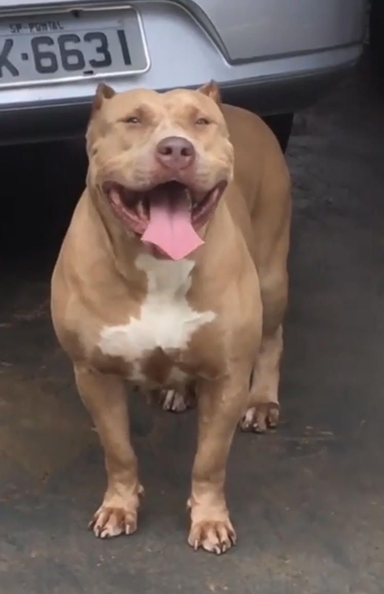 Dog Featured Image