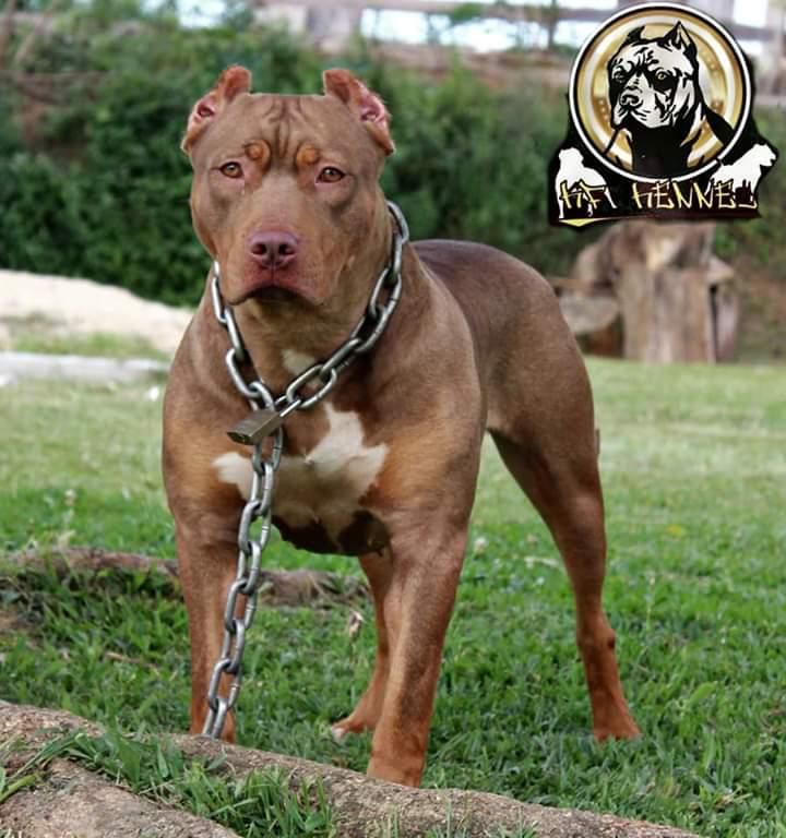Dog Featured Image