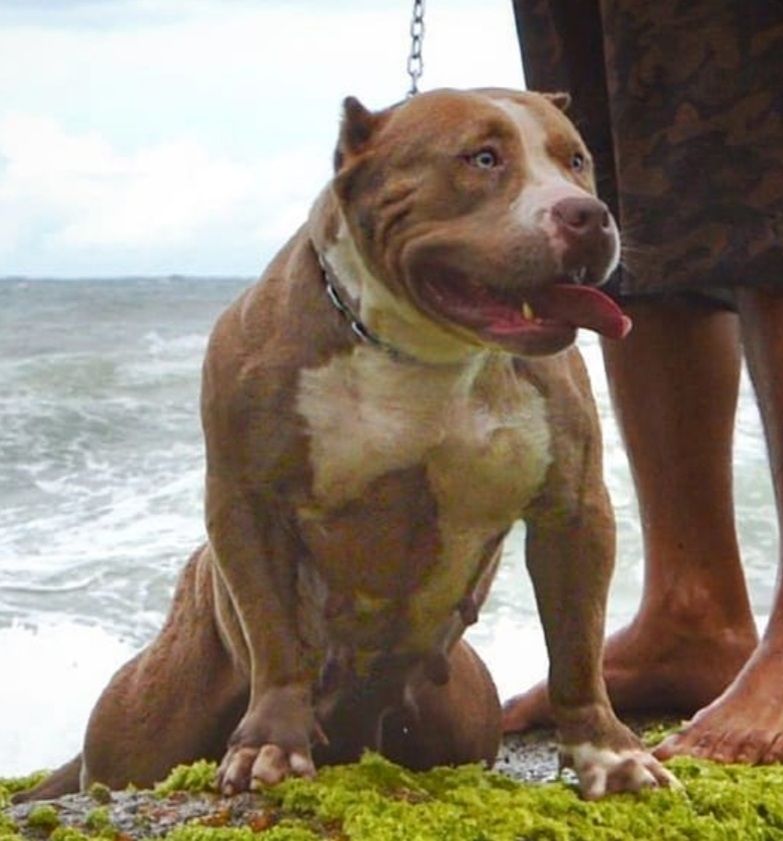 Dog Featured Image