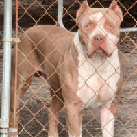 BigFamBullys Tego of JBK Bullies