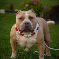Paradise Bullies Xara