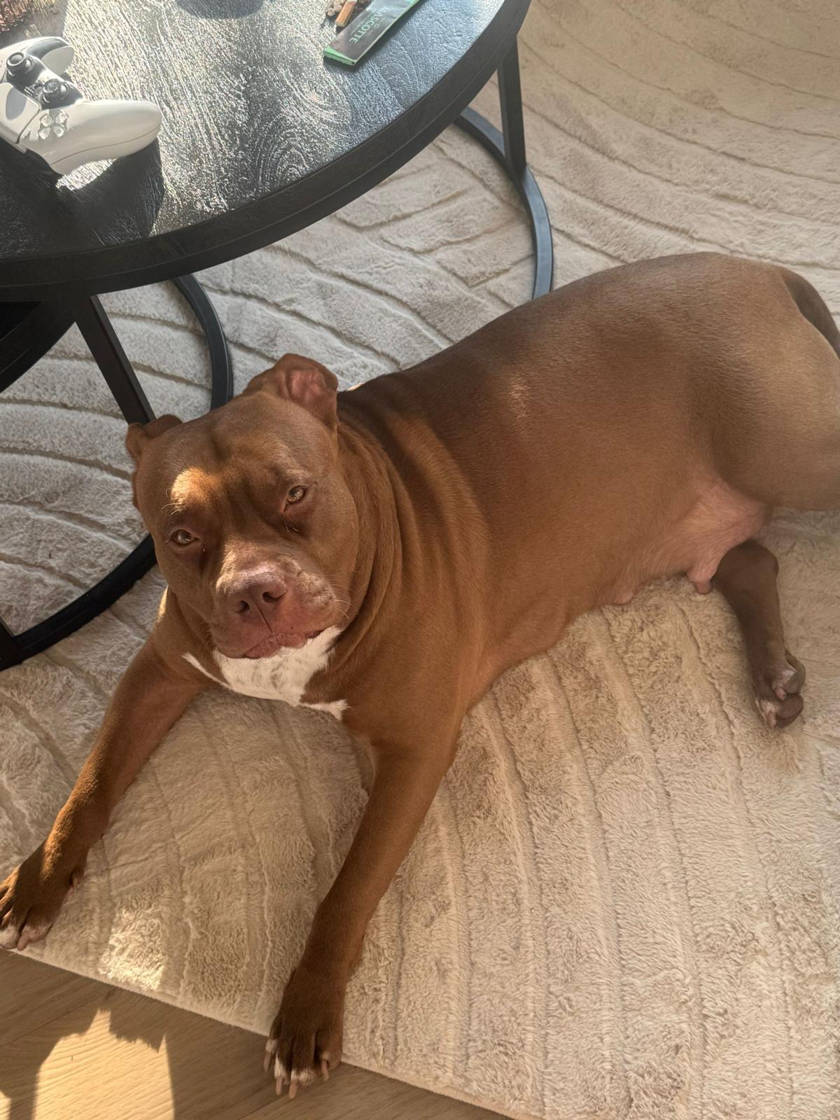 Dog Featured Image