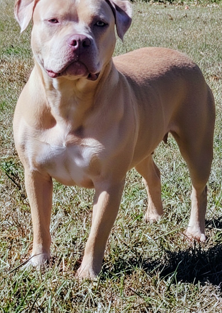 Dog Featured Image