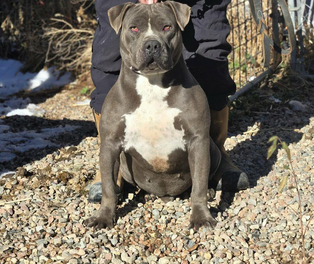 Dog Featured Image