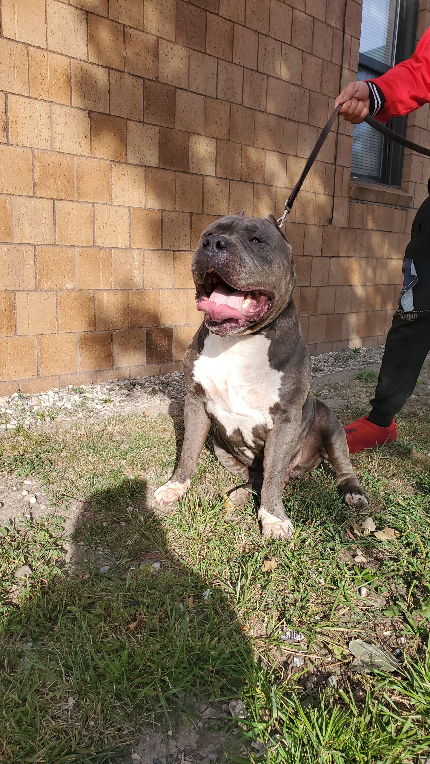 Dog Featured Image
