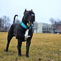 Bayou Blood Kennels Nipsey of Northstar Apex Kennelz