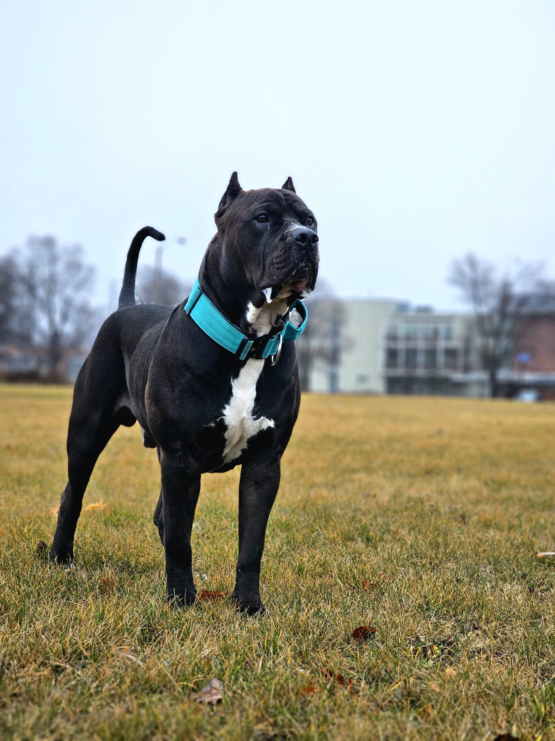 Dog Featured Image