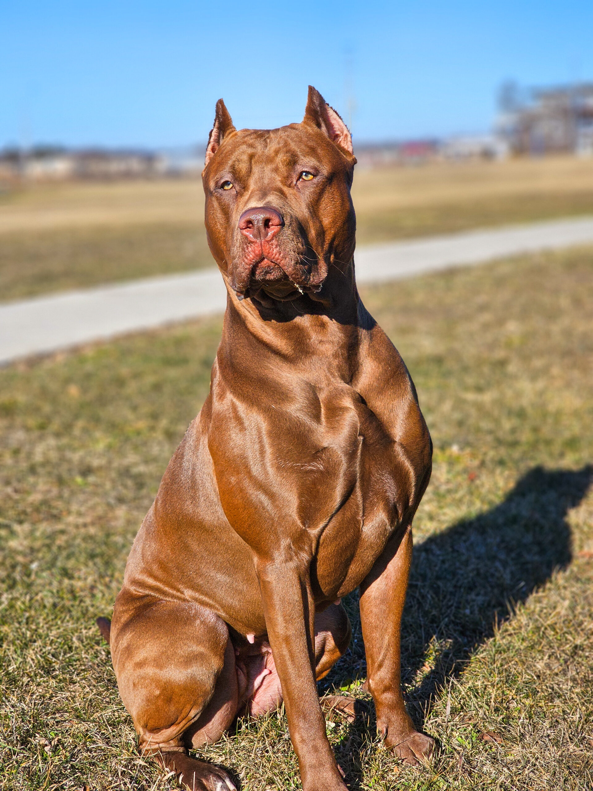 Dog Featured Image
